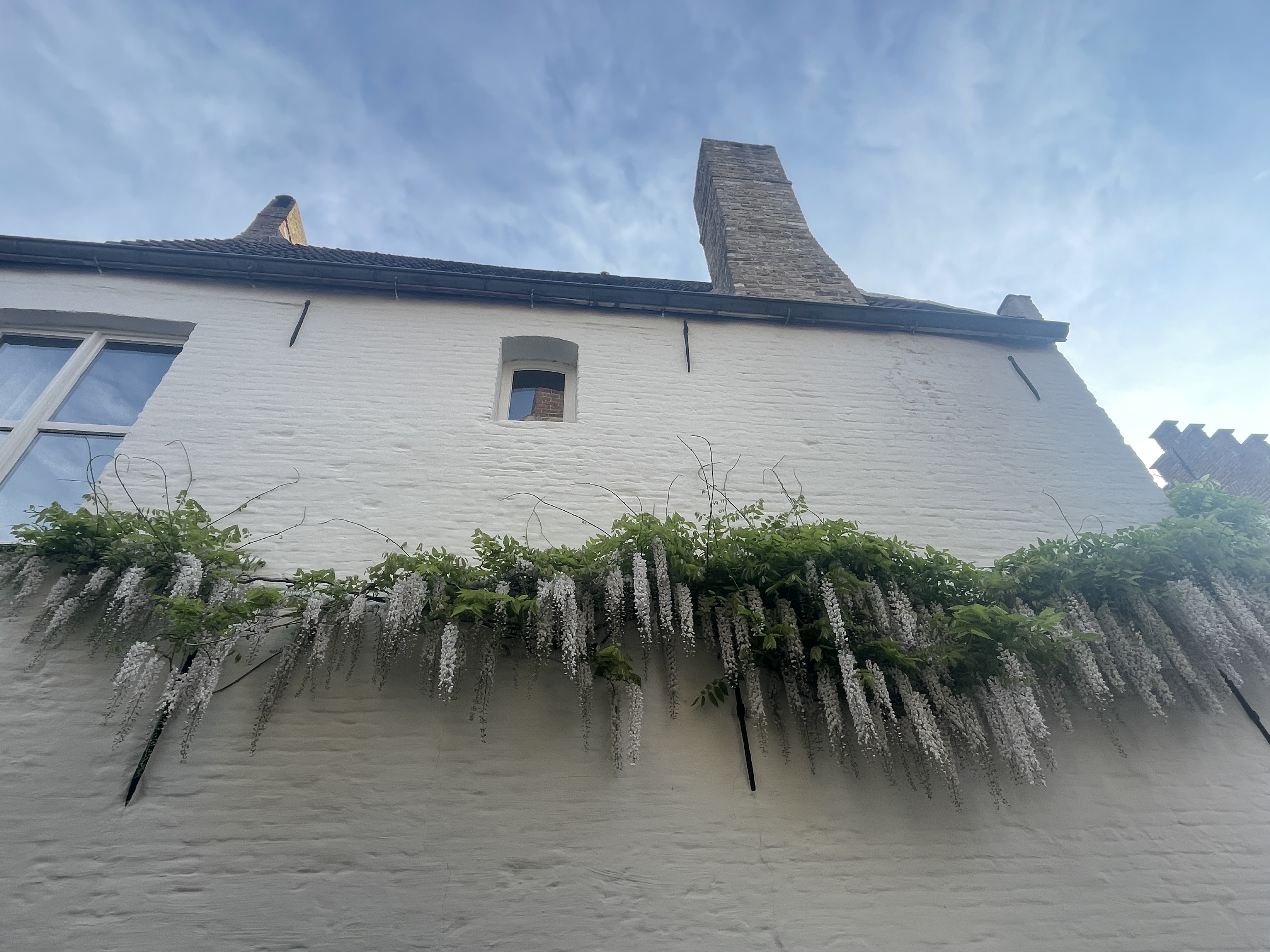 Wisteria